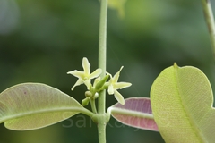 Cryptolepis buchananii